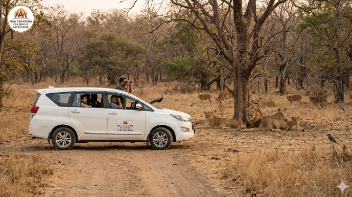 Wide view of an Asiatic Lion in Gir